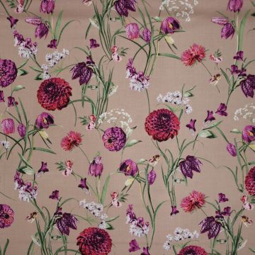 Ring a Roses Dahlia Beige