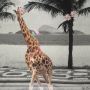 Panel Giraffe ca. 1,23x1,50