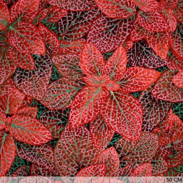 Kaffe Fassett Fittonia Red