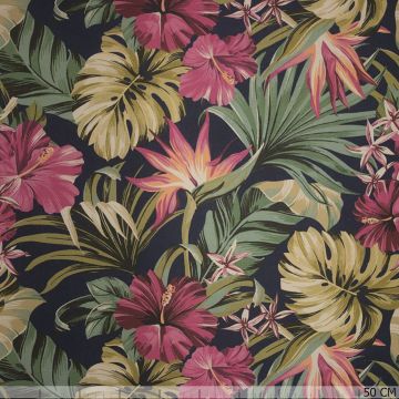 Panama Wilde Orchideen
